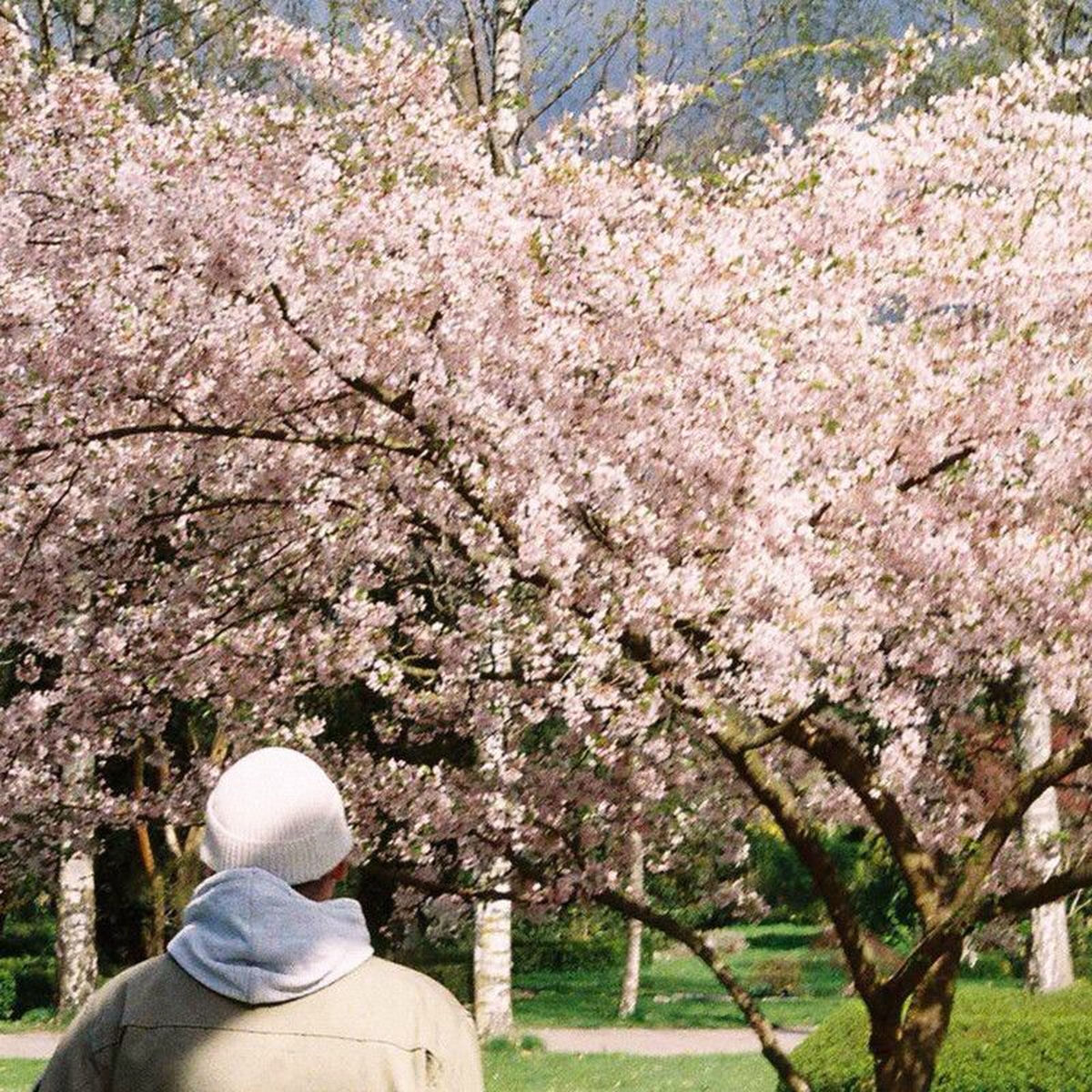 August Høyen – Gav det et skud
